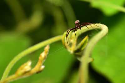 Green leaf of a plant on background