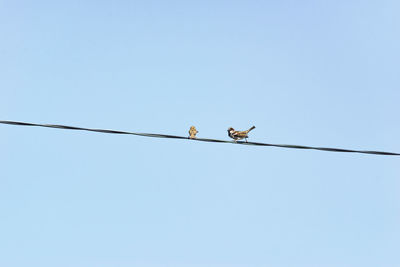 Low angle view of birds perching on cable against sky