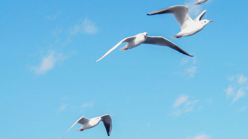 Low angle view of seagulls flying in sky