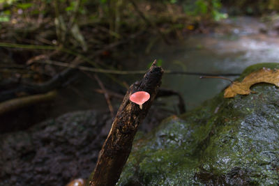 Close-up of mushroom growing on tree trunk