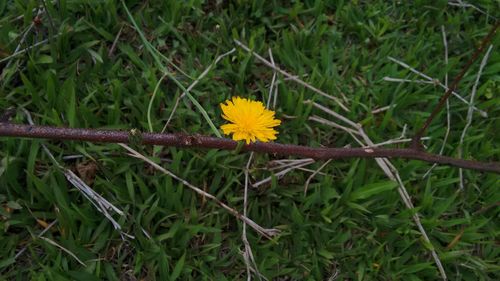 Yellow flowers blooming outdoors