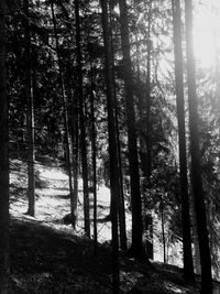 Trees in forest during winter