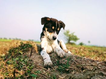 Dog on field against sky