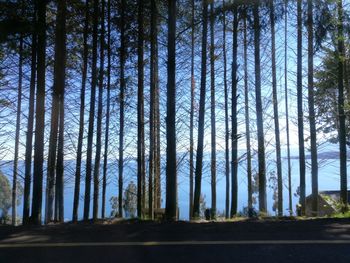 Pine trees in forest against sky