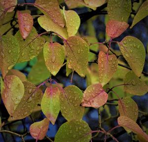 Close-up of fresh green leaves in water