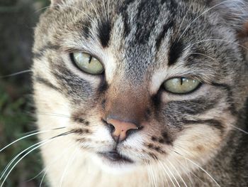 Close-up portrait of cat