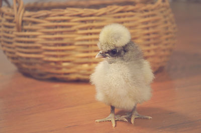 High angle view of chick against basket on table