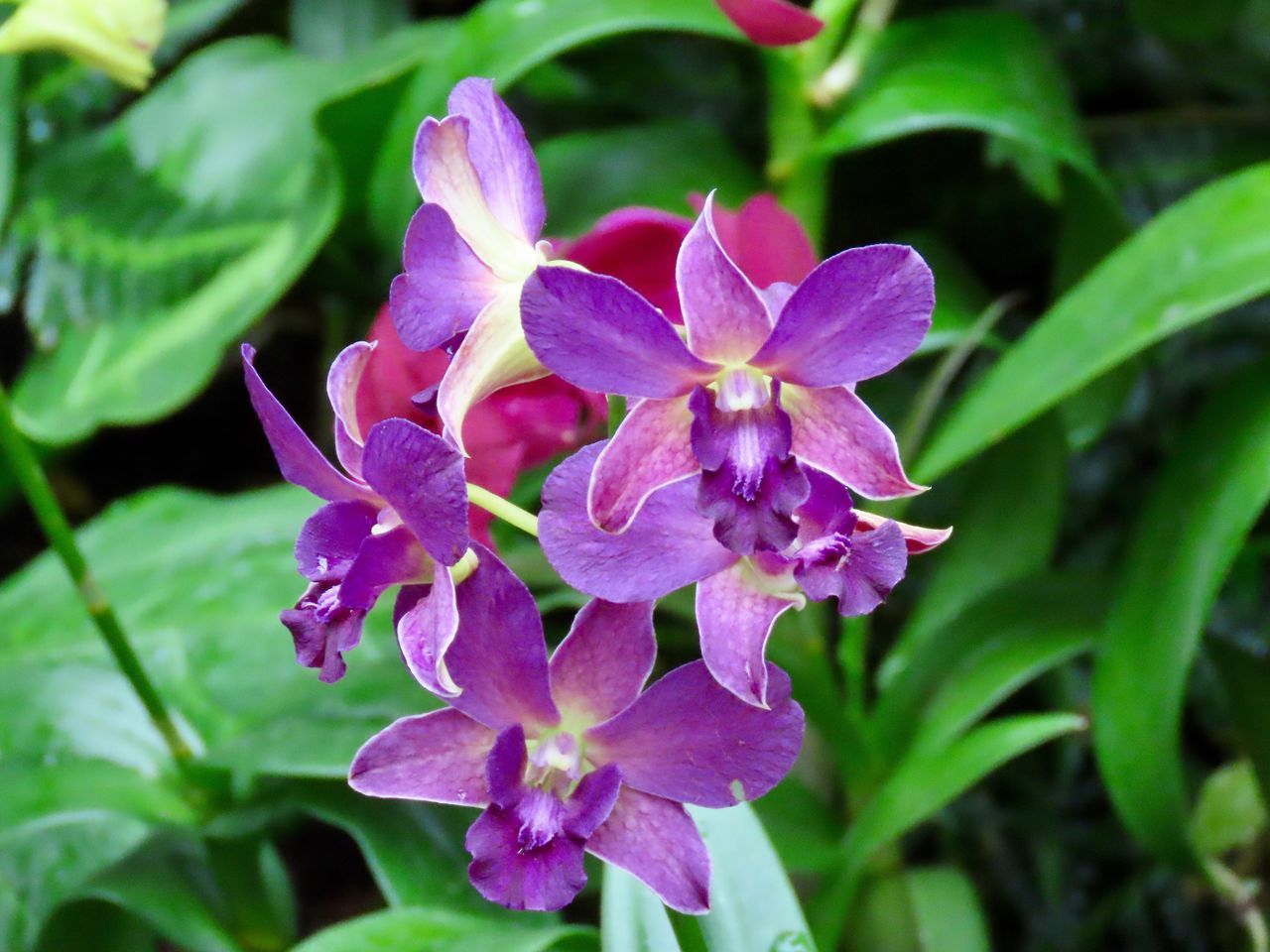 CLOSE-UP OF PURPLE FLOWER