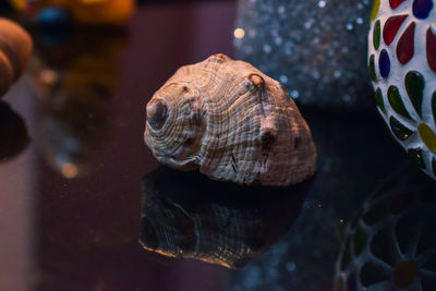 Close-up of a conch shell