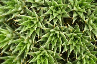 Daytime store-bought spiky deutorocohnia houseplants taken from a nearby corner