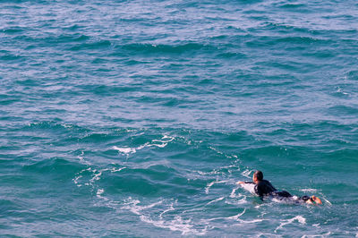 High angle view of dog swimming in sea