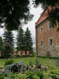 Trees growing in lawn