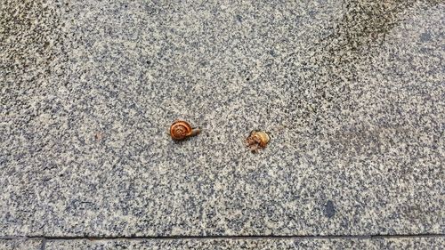 Close-up of snail on sand