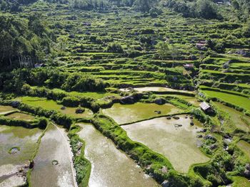 Scenic view of agricultural field