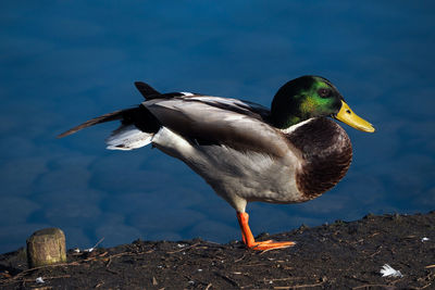 Close-up of mallard duck in yoga pose against a lake