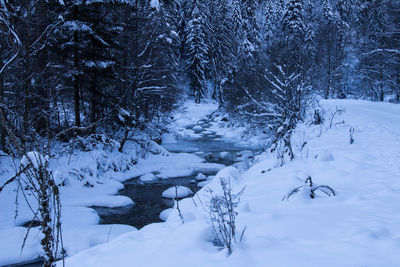 Snow covered land and trees in forest