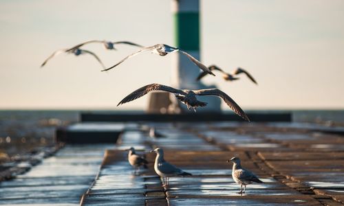 Birds flying against sea