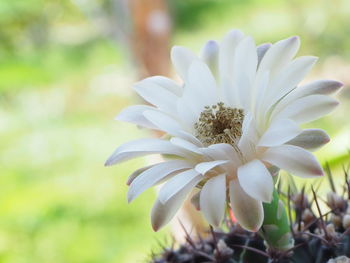 Close-up of white flowering plant