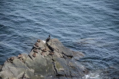  ducks and a cormorant sunning themselves on the rocks 