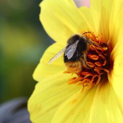 Close-up of bee on yellow flower