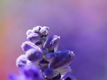 Close-up of purple flowering plant