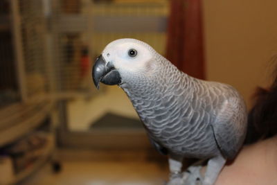 Close-up of a bird