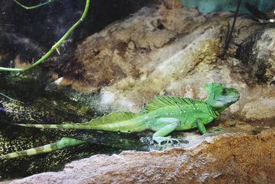Close-up of lizard on rock