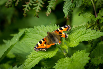 Close-up of butterfly pollinating flower