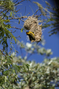 Low angle view of bee on a plant