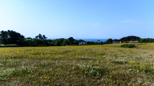 Scenic view of field against sky