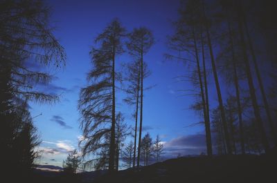 Low angle view of trees against sky at night