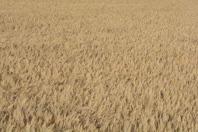 Full frame shot of wheat field