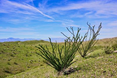 Plants growing on field against sky