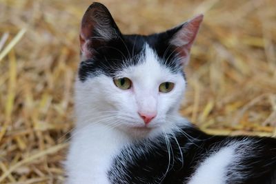 Close-up portrait of cat