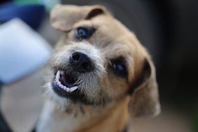 Close-up portrait of dog