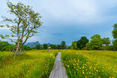 Footpath amidst trees on field against sky