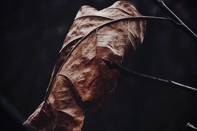 Close-up of dried autumn leaf