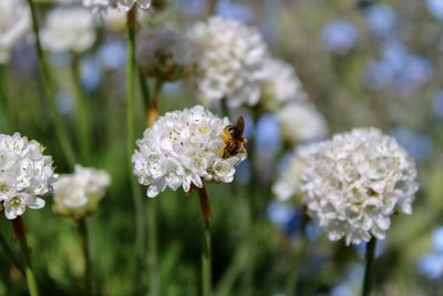 Close-up of bee on white flowering plant