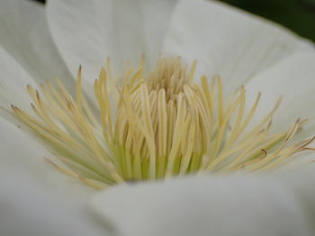 Close-up of white flower