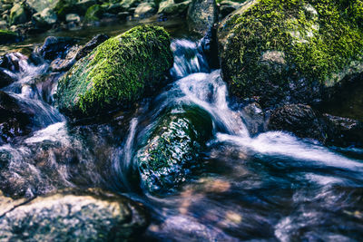 Scenic view of waterfall in forest