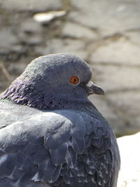 Close-up of pigeon perching