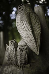 Close-up of log against blurred background