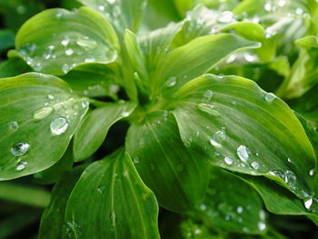 Close-up of wet plant leaves during rainy season