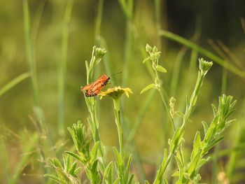 Close-up of insect on plant