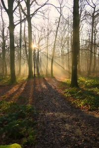 Trees in forest