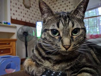 Close-up portrait of cat at home