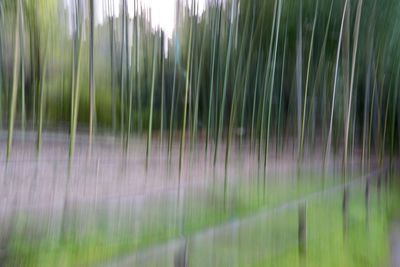 Close-up of crops growing on field