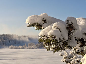 Close-up of snow covered tree against sky