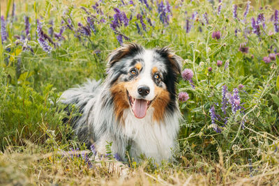 Close-up of dog on field