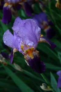 Close-up of water drops on purple flower